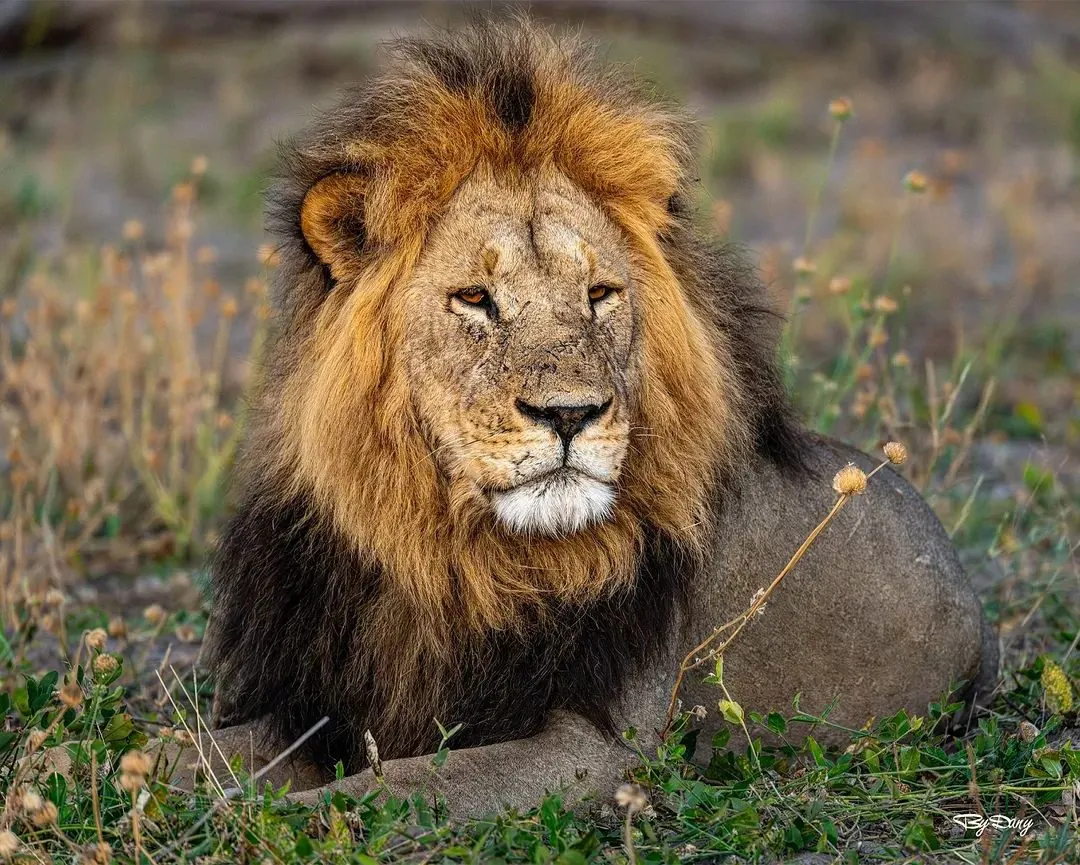 Kenya Safari