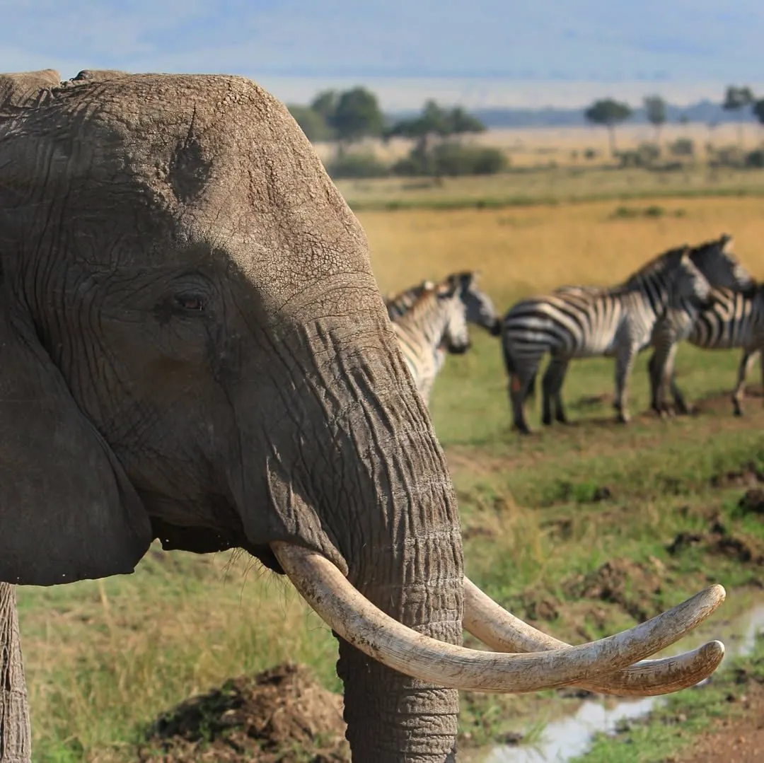 Big Five Safari