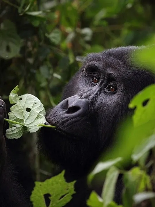 Rwanda Gorilla Trekking