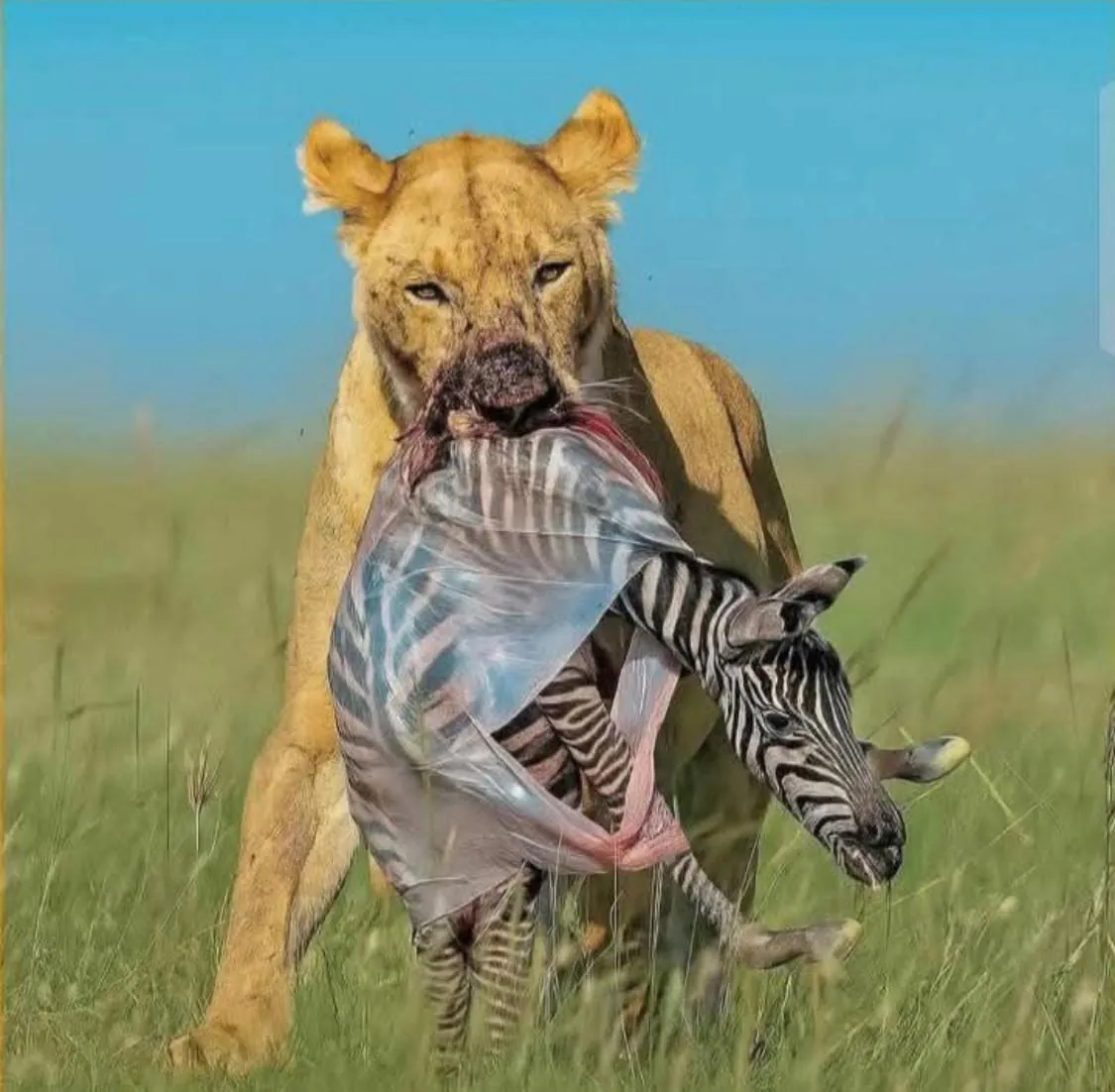 Maasai Mara