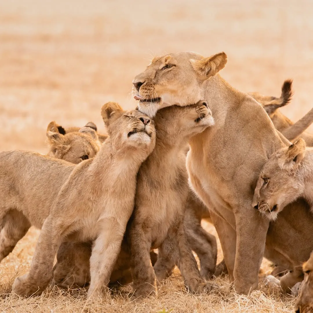 Chokii Adventures safari